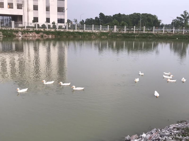 Hồ Câu Giải Trí - Điểm Đến Không Thể Bỏ Lỡ Của Các Cần Thủ