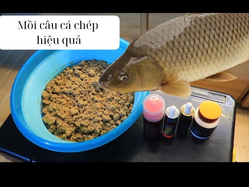 Mồi câu cá chép hiệu quả - Chìa khoá thành công của cần thủ