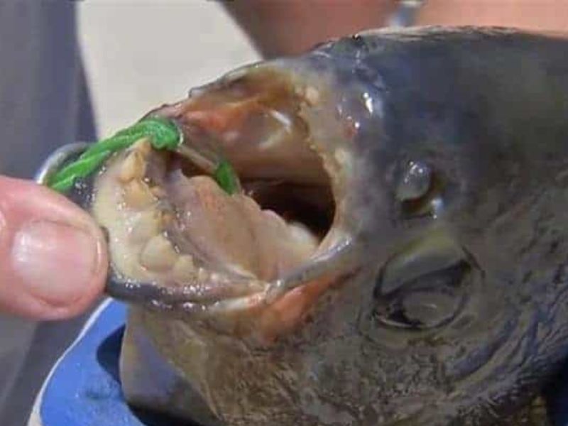 Mách Cho Anh Em Mồi Câu Cá Chim Hồ Dịch Vụ Hiệu Quả!