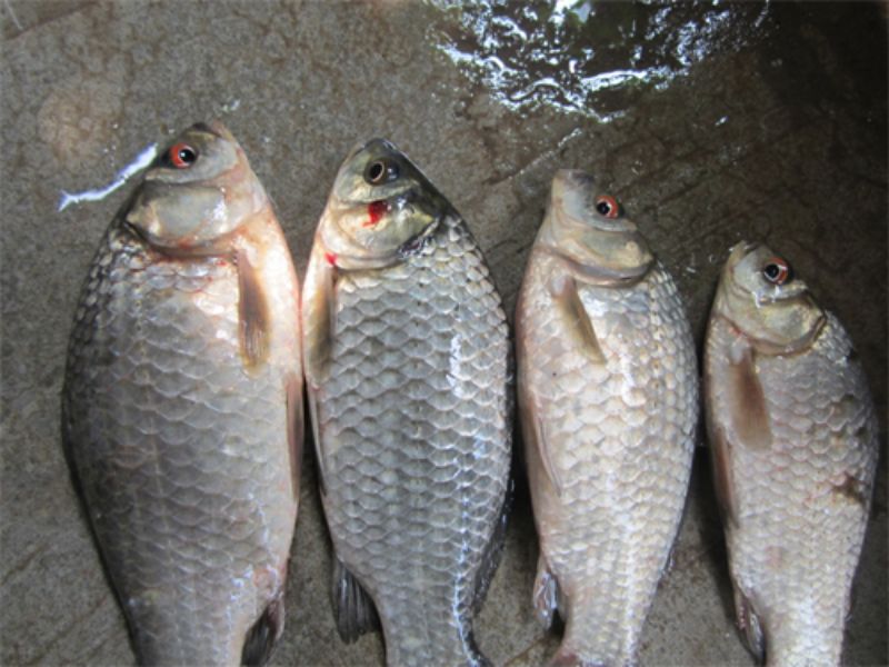 Mồi Câu Cá Diếc Mùa Xuân Đảm Bảo Hiệu Quả