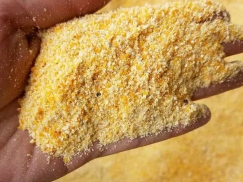Cách làm mồi câu cá rô phi được làm từ cám ngô