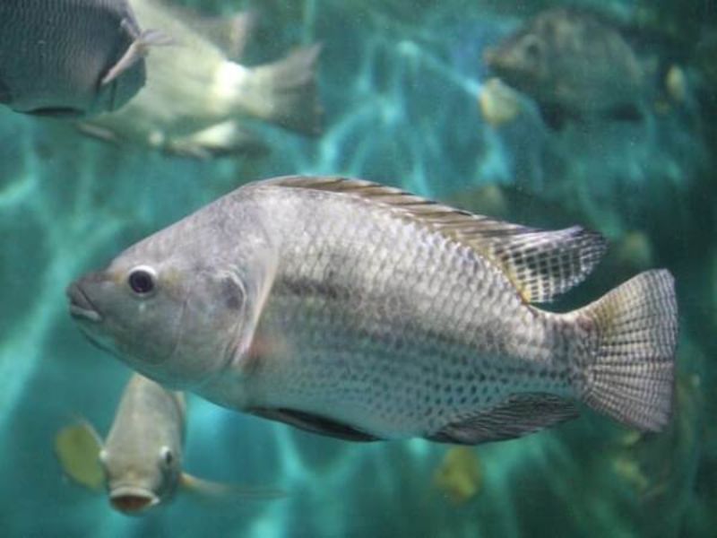 Cá rô phi có tính ăn tạp, nhưng khá kén chọn về cách mồi được đặt trong nướ