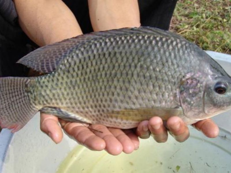 Cá rô phi chủ yếu sống ở tầng trung và gần đáy