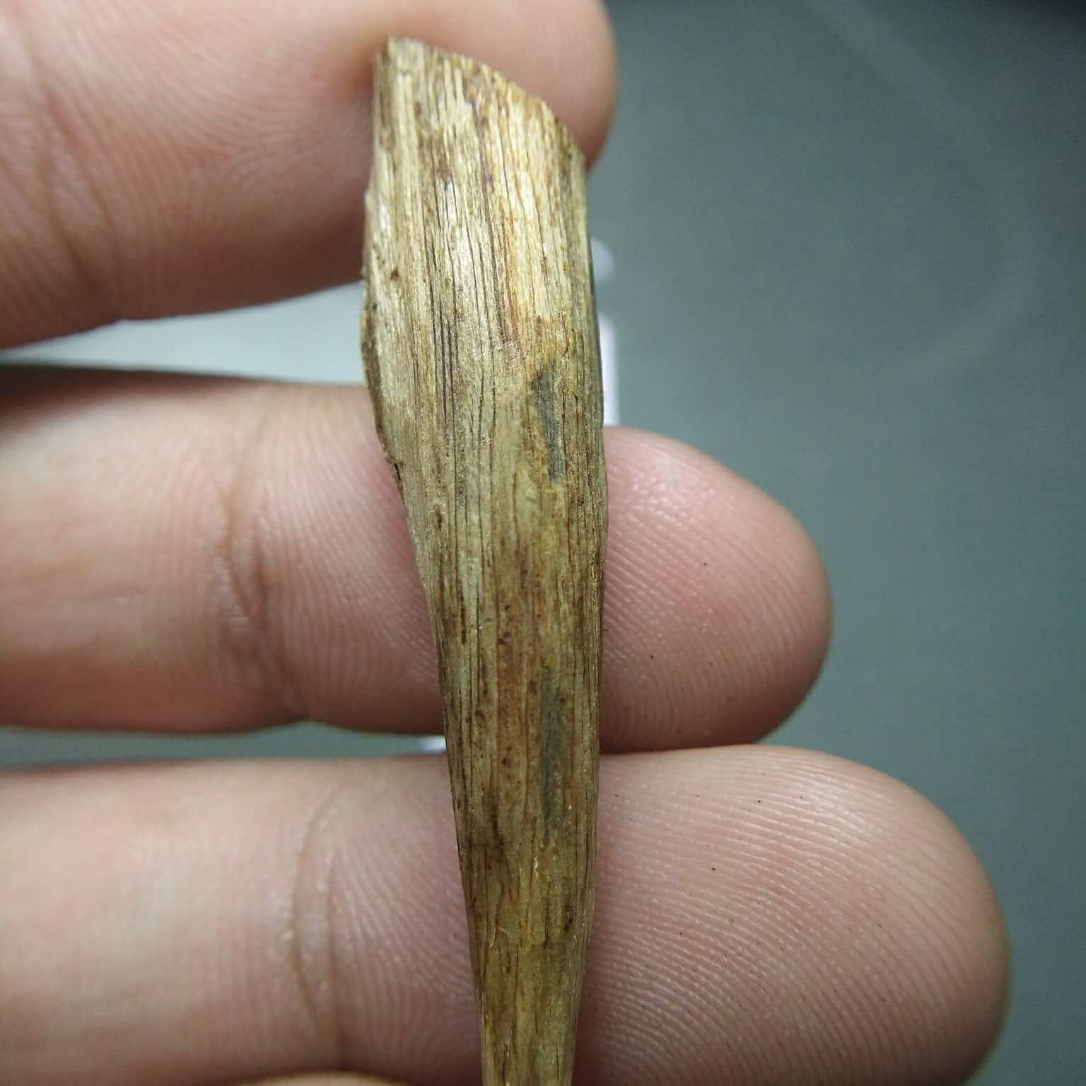 Bạch Kỳ Nam là gì ? Sự quý giá của Bạch Kỳ