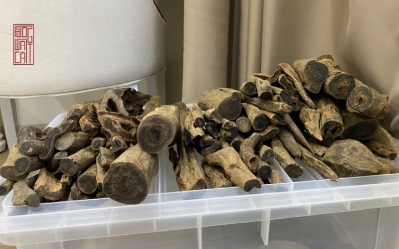 Bật mí kiến thức cây gỗ trầm hương: Phân loại và tác dụng