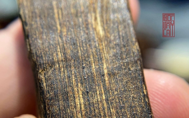 Cây trầm hương: Đặc điểm, nguồn gốc và công dụng