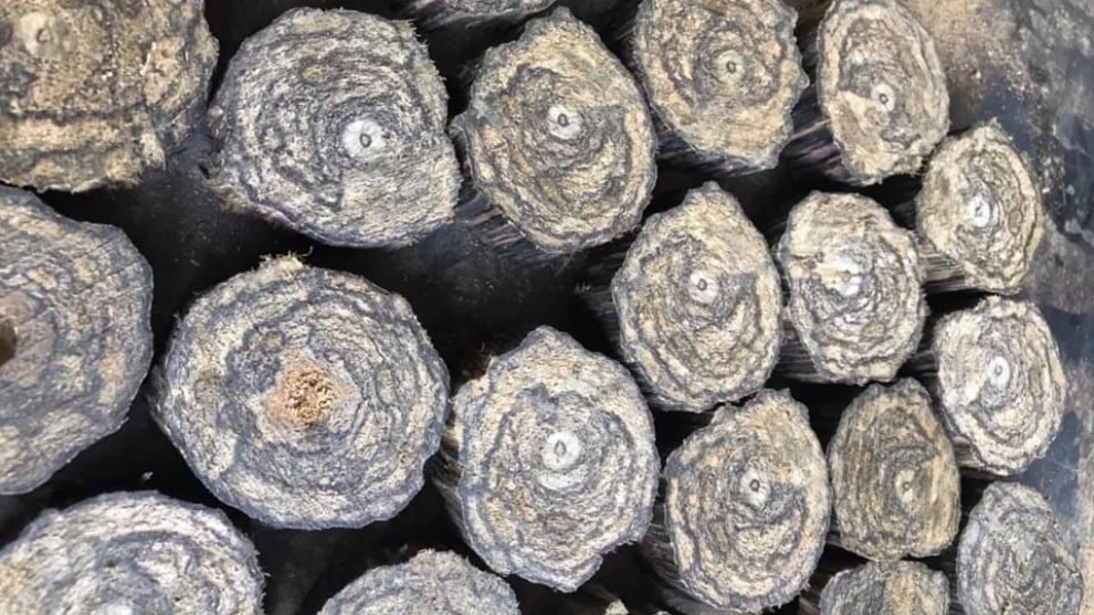 DÓ DÂY : MỘT LOẠI GỖ GIỐNG TRẦM NHƯNG KHÔNG PHẢI TRẦM TỰ NHIÊN