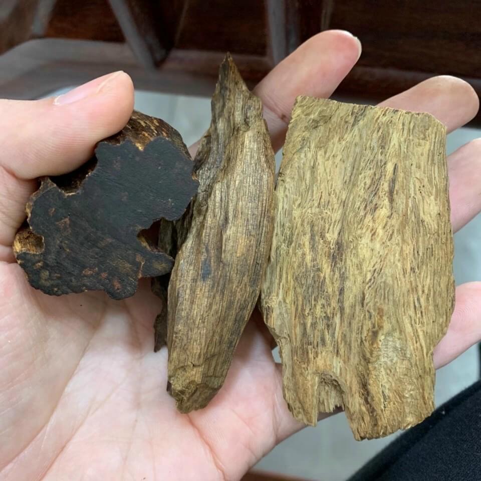 THANH KỲ LÀ GÌ ? ĐẶC TÍNH CỦA THANH KỲ NAM