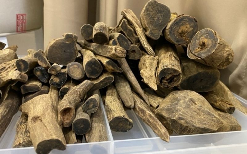 Cây trầm phân bổ ở đâu? Mách bạn cách nhận biết cây trong tự nhiên