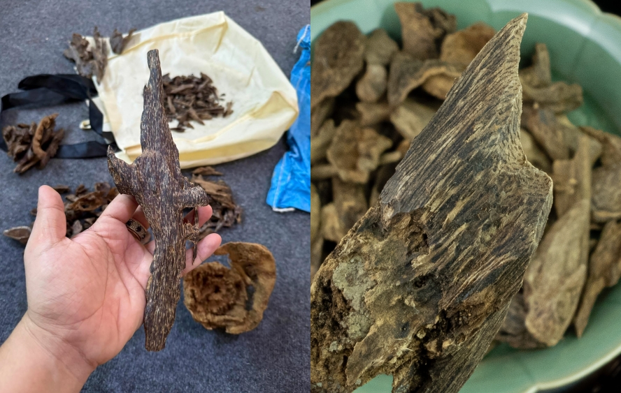 Vị cay thanh tao của Trầm kiến?