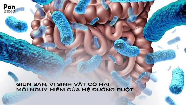 Giun sán, vi sinh vật có hại - mối nguy hại của hệ đường ruột