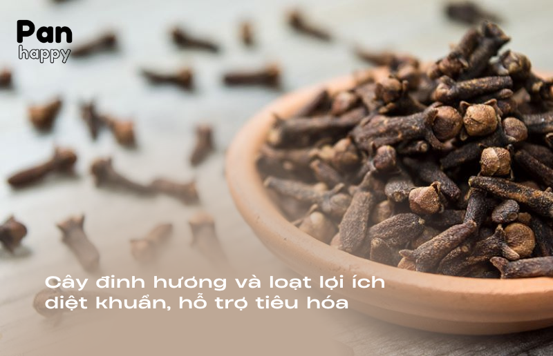 Cây đinh hương và loạt lợi ích diệt khuẩn, hỗ trợ tiêu hóa