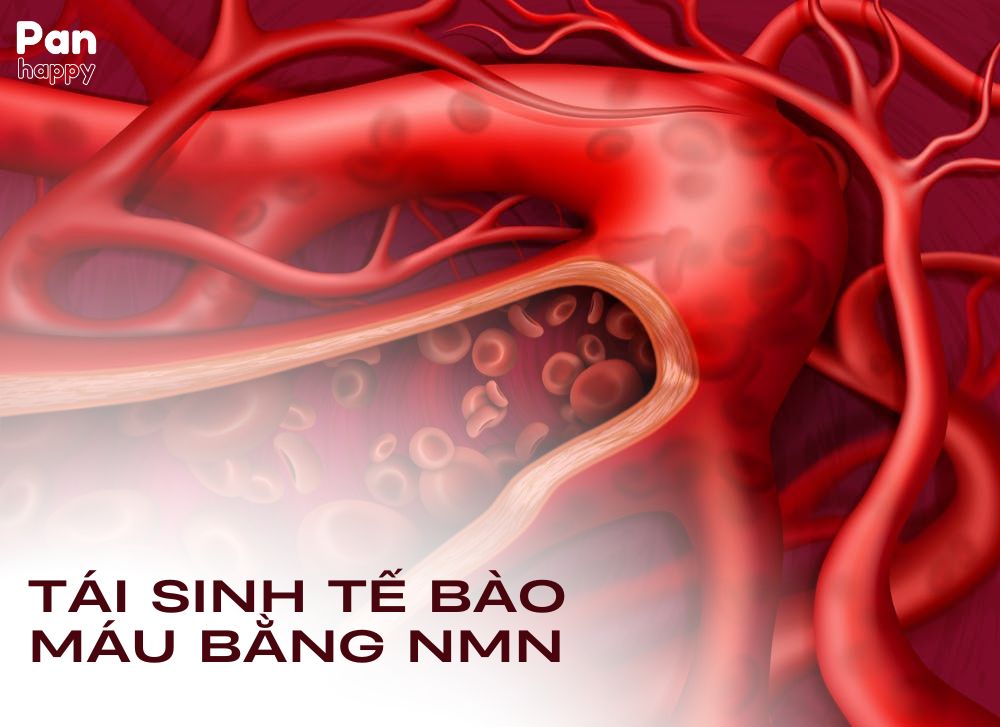 Hoạt chất NMN - Tái sinh tế bào máu, ngừa bệnh cho người cao tuổi