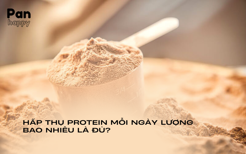 Hấp thụ protein mỗi ngày lượng bao nhiêu là đủ?