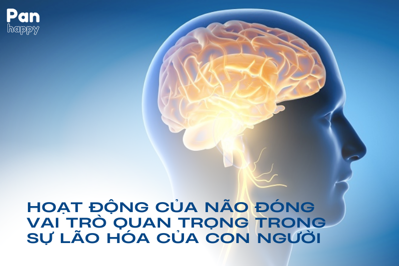 Hoạt động của não góp phần quan trọng trong tuổi thọ của con người