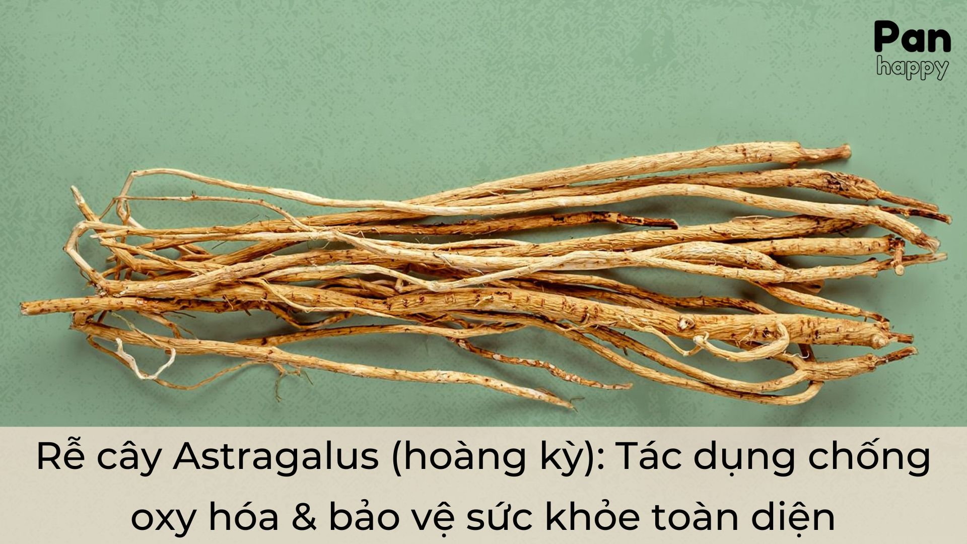 Rễ cây Astragalus (hoàng kỳ): Tác dụng chống oxy hóa & bảo vệ sức khỏe toàn diện