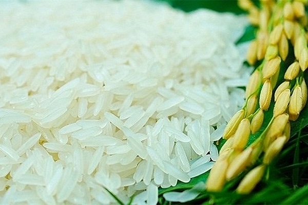 Giá lúa gạo hôm nay 16/9: Cuối vụ Hè thu giá lúa ổn định