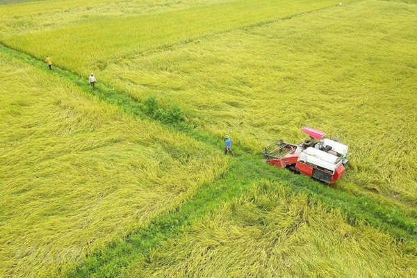 Giá lúa gạo hôm nay 20/9: Đầu tuần giá lúa gạo đi ngang