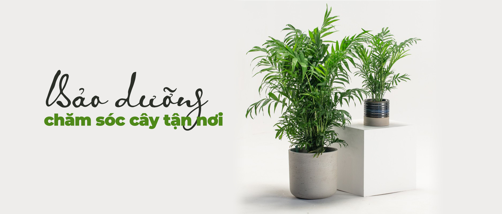 Top 3 Đơn Vị Cung Cấp Sỉ Và Lẻ Hoa Kiểng Uy Tín Tại Sóc Trăng