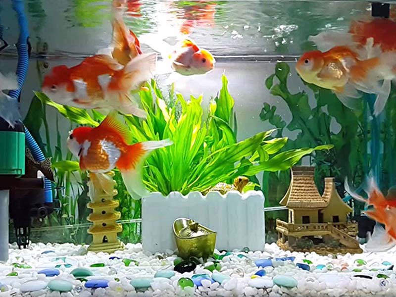 Nguyên tắc vàng khi chọn mua cá cảnh phong thuỷ