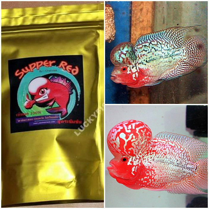 (Bí Quyết) - Thức Ăn Cho Cá La Hán Lên Đầu và Màu Đẹp