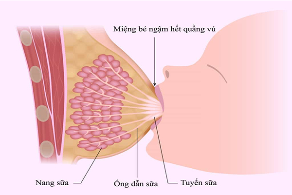 Sữa mẹ được sản xuất như thế nào?