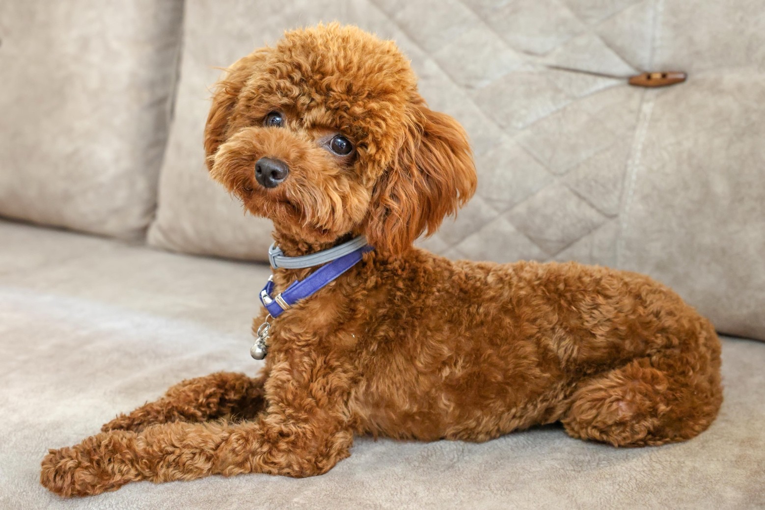 Chọn giống chó phù hợp với môi trường đô thị – Để “Boss” hạnh phúc ngay từ ngày đầu