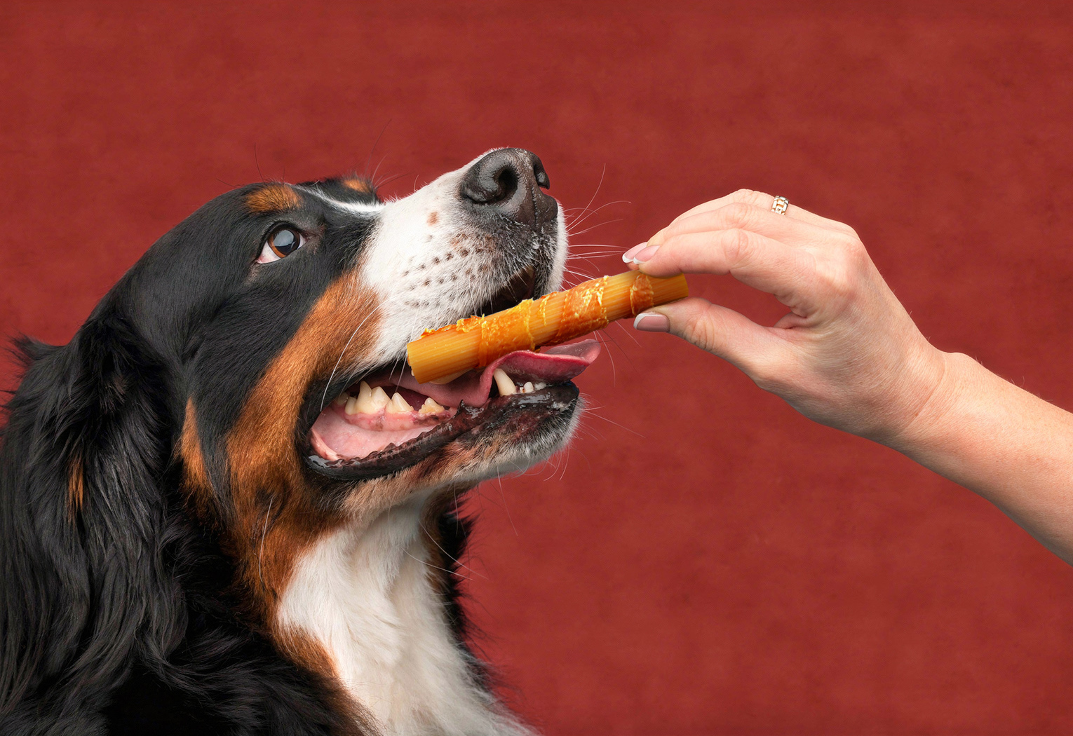 Thưởng đúng cách giúp thú cưng vui khỏe – Bí quyết nuôi dạy “Boss” bằng yêu thương tích cực