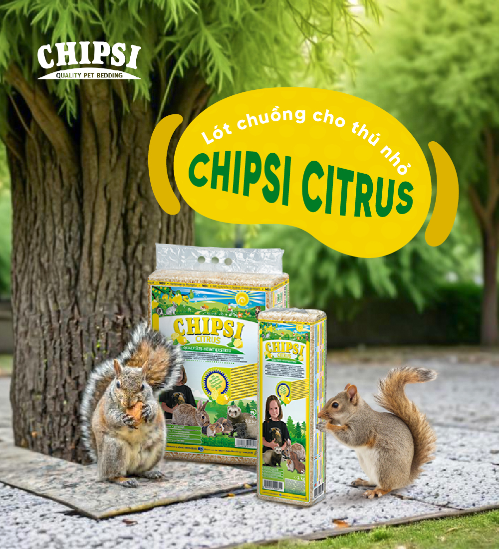Lót chuồng cho thú nhỏ Chipsi Citrus