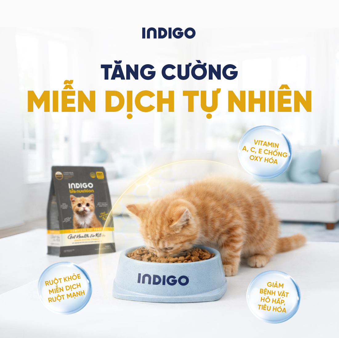 Thức ăn dinh dưỡng chức năng cho mèo con tăng cường sức khỏe tiêu hóa