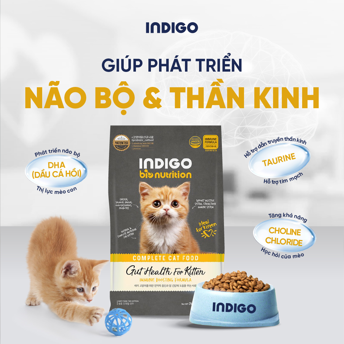 Thức ăn dinh dưỡng chức năng cho mèo con tăng cường sức khỏe tiêu hóa