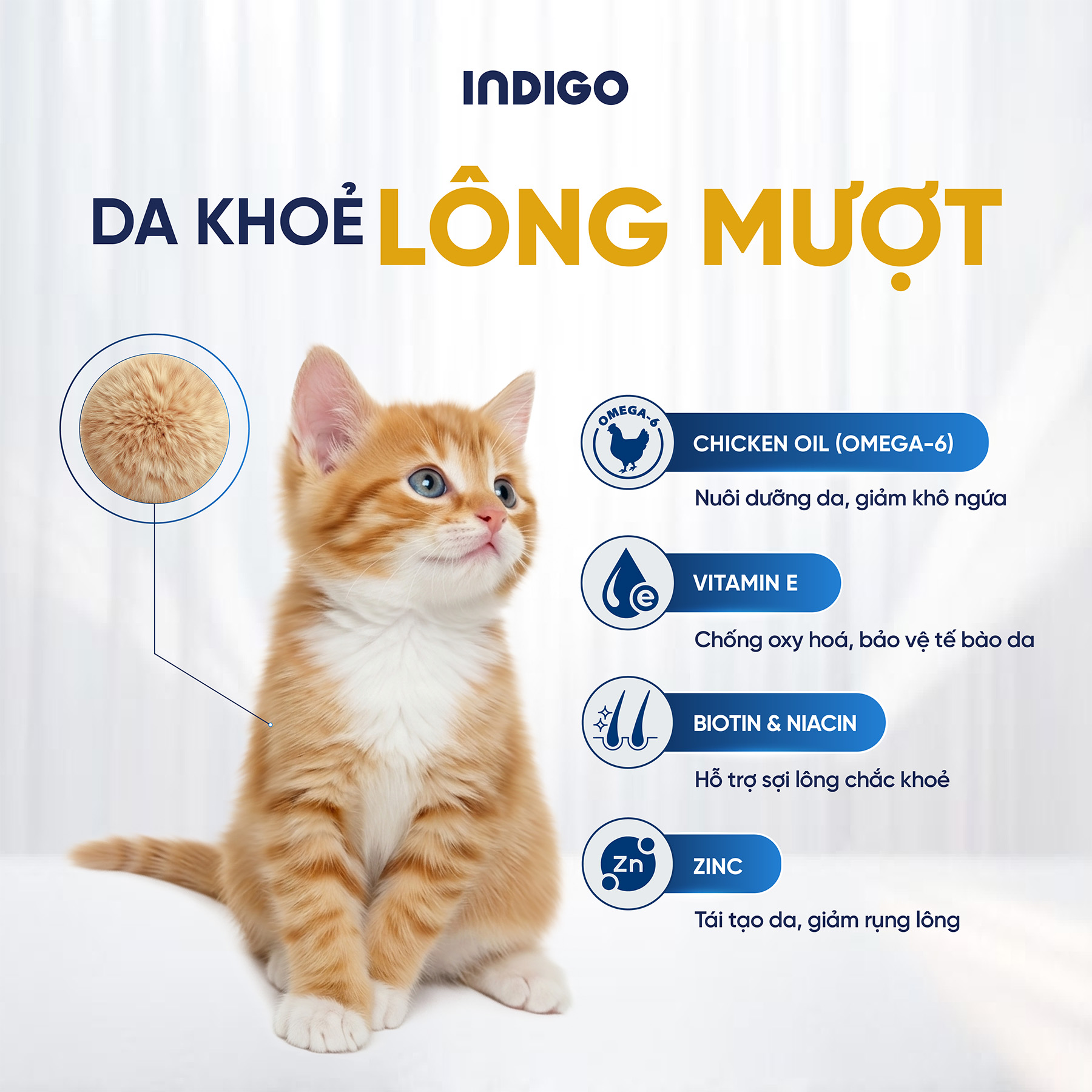 Thức ăn dinh dưỡng chức năng cho mèo con tăng cường sức khỏe tiêu hóa