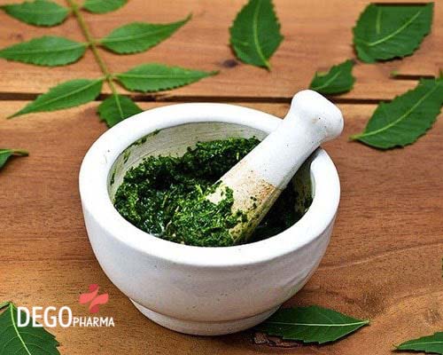 cây vòi voi chữa vảy nến