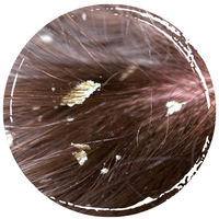 GÀU MẢNG DAI DẲNG