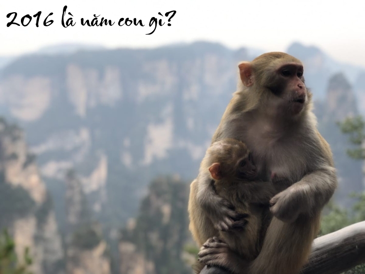 2016 là năm con gì? Mệnh gì? Hợp tuổi nào? Sự nghiệp ra sao?