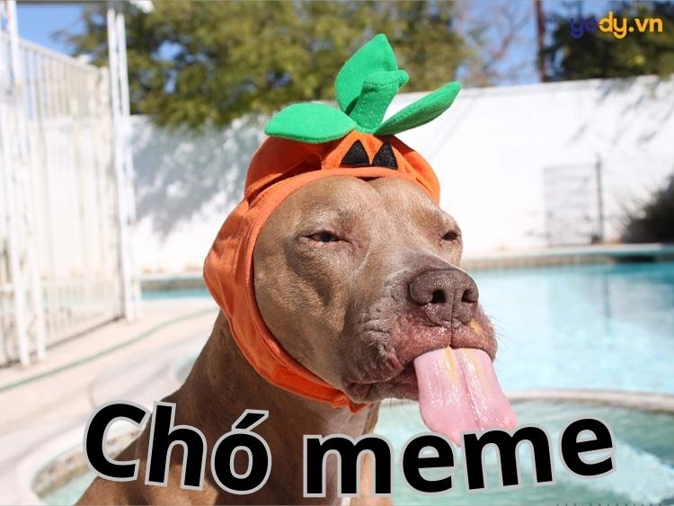 99 Ảnh Con Chó Ngáo Meme Chó Ngáo Cực Hài Hước