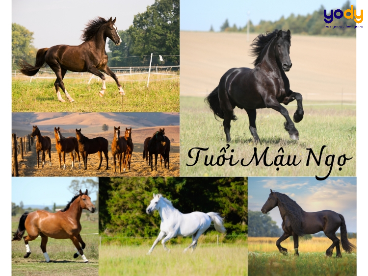 Giải mã tử vi tuổi Mậu Ngọ CỰC CHUẨN XÁC