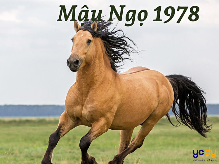 Tuổi Ngọ 1978 - Tổng hợp tất tần tật về tuổi 1978