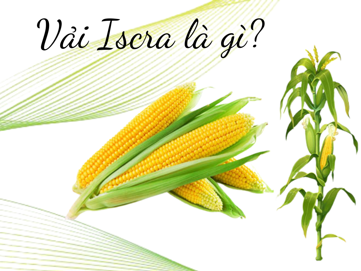 Vải Iscra là gì? Ứng dụng vải Iscra vào sản phẩm thời trang