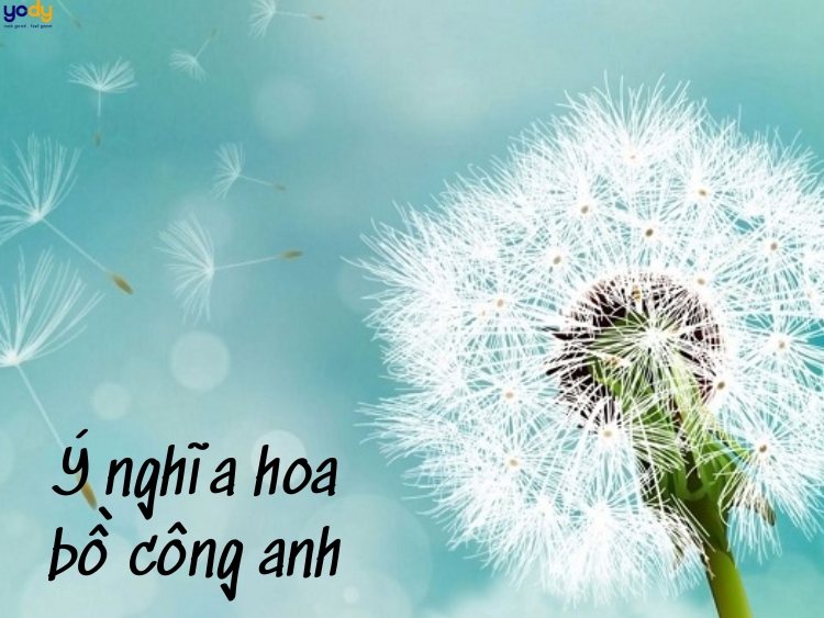 Thông điệp và ý nghĩa hoa bồ công anh ít người biết đến Thông Điệp Và Ý Nghĩa Hoa Bồ Công Anh Ít Người Biết Đến