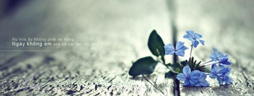Ảnh bìa facebook đẹp cho nữ 