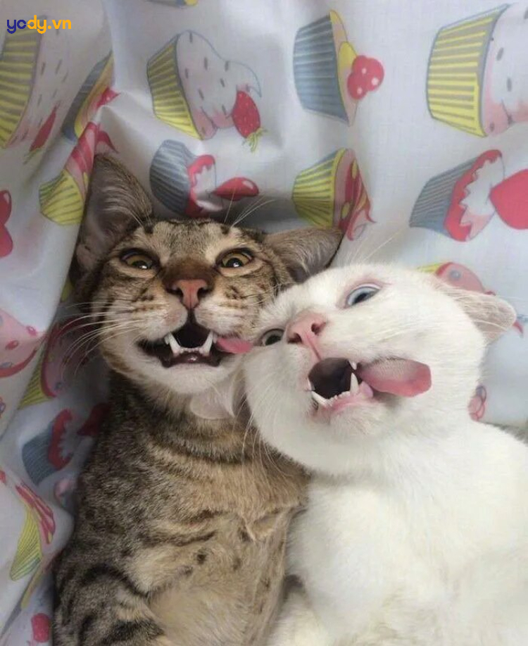 Hình ảnh đại diện hài mèo cho cặp đôi siêu bựa