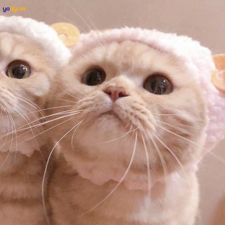 Hình ảnh đại diện hài mèo cho cặp đôi dễ thương