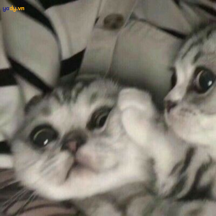 Hình ảnh đại diện hài mèo cho cặp đôi hay bắt nạt