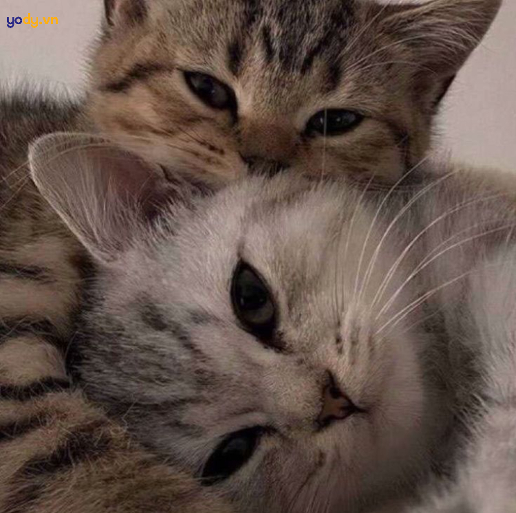 Hình ảnh đại diện hài mèo cho cặp đôi ôm nhau