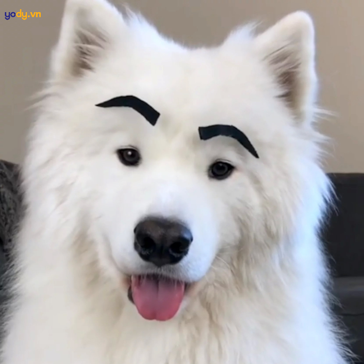 Hình ảnh đại diện hài Facebook hình chú chó có lông mày