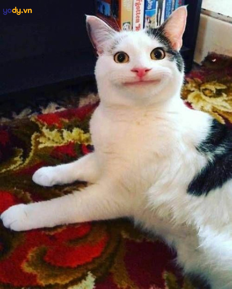 Hình ảnh đại diện hài Facebook hình mèo đang cười