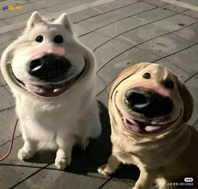 Hình ảnh đại diện hài Facebook hình hai chú chó đáng yêu