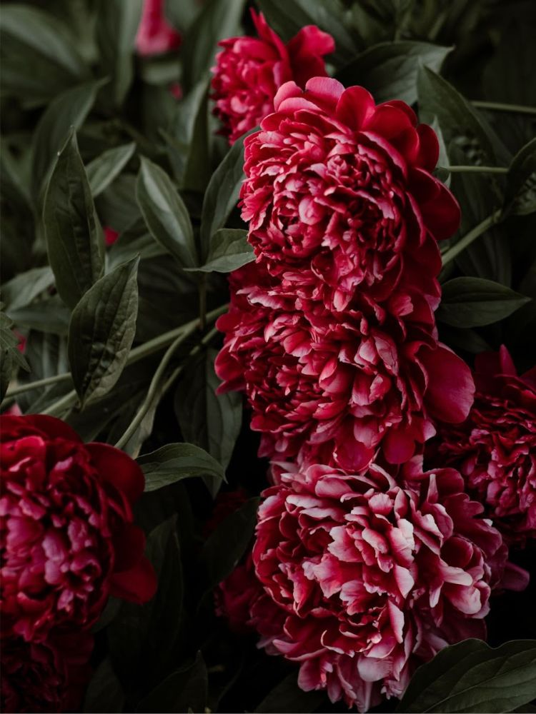 500.000+ ảnh đẹp nhất về Hoa Mẫu Đơn · Tải xuống miễn phí 100% · Ảnh có sẵn  của Pexels
