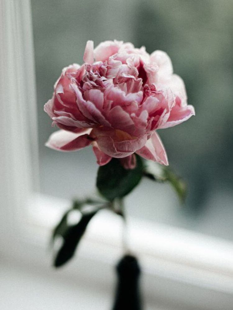 500+ Hình ảnh Hoa Bỉ Ngạn đẹp-Ảnh nền hoa bỉ ngạn cho điện thoại máy tính- Hoa bỉ ngạn xanh đỏ-ảnh hoa bỉ ngạn trắng-Tải ảnh hoa bỉ ngạn 3D-Ảnh Hoa bỉ  ngạn